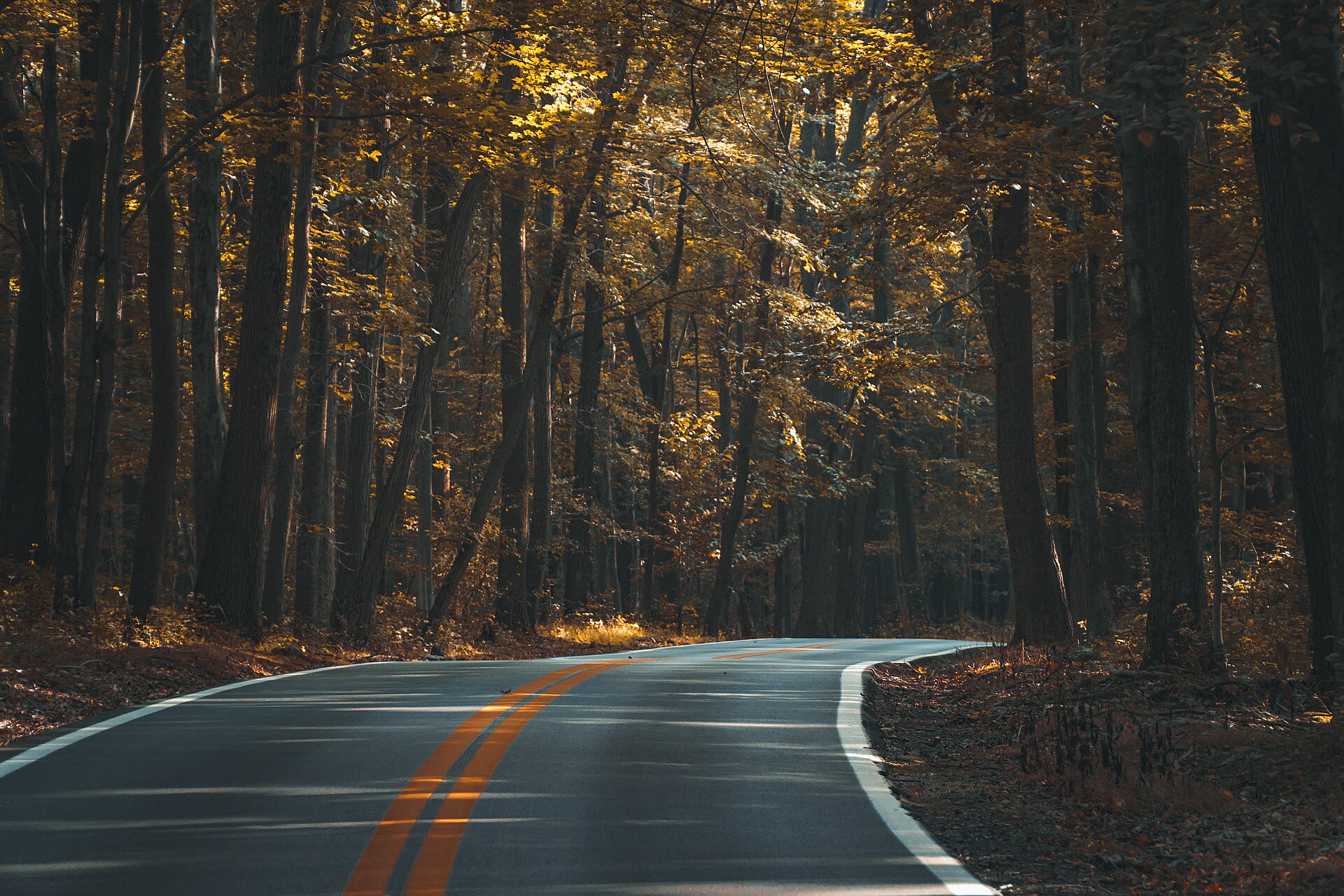 Route asphaltée vide qui serpente sous les arbres d’une forêt en automne